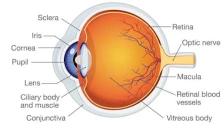 Eye anatomy diagram showing sclera, iris, cornea, pupil, lens, retina, macula, optic nerve